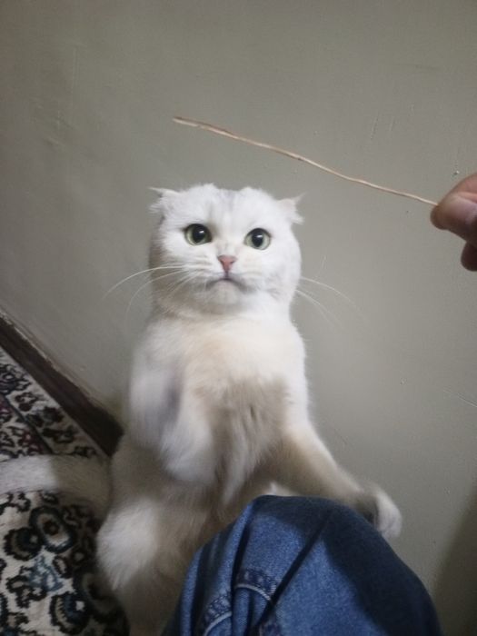 Шотландская вислоухая кошка (беременная, скрещена с британцем)