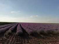 Ulei esential lavanda . .