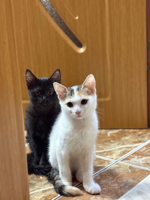 Ofer spre adopție pisici