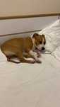 Urgent Adoptie Caine