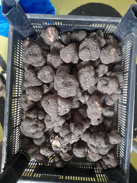 Trufe negre proaspete