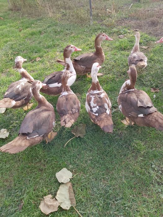 Vând rațe leșești