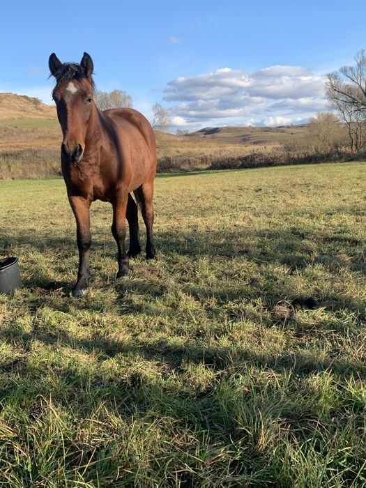 Vând mânză de 1 an jumate