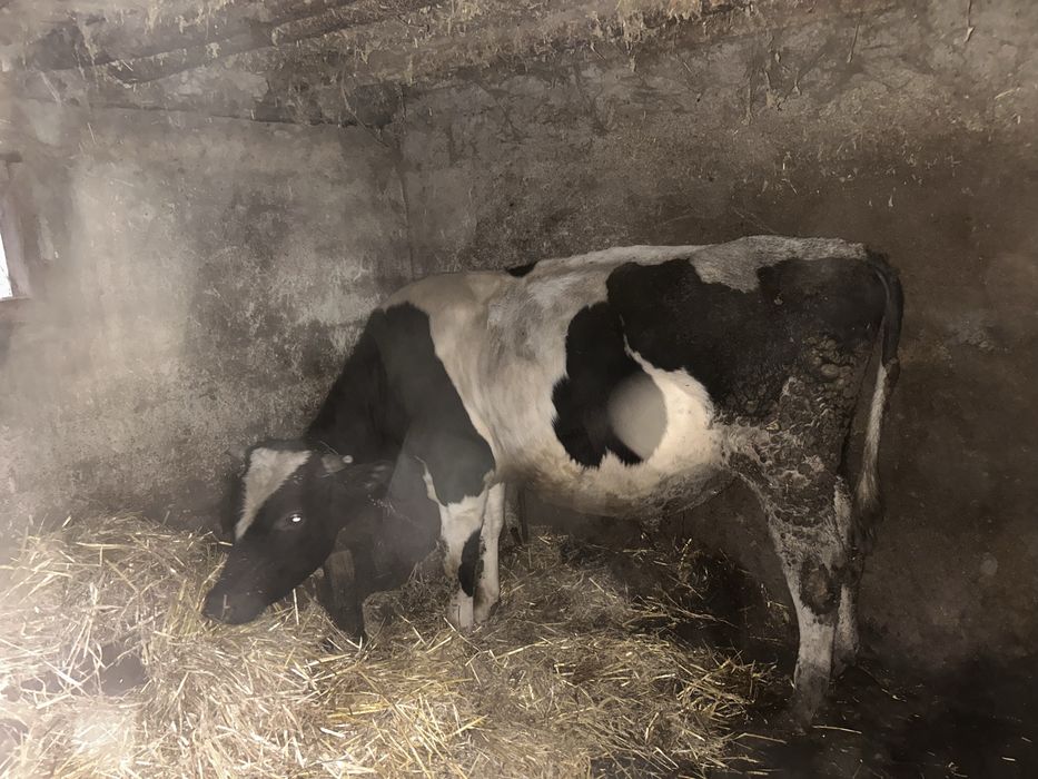 Junica la un an , si un tauras la 9 luni de vanzare
