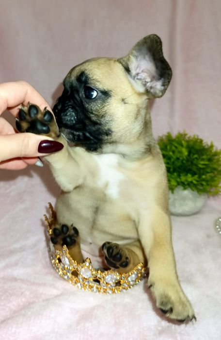 Французский бульдог