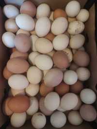 Продаю домашние яйцо