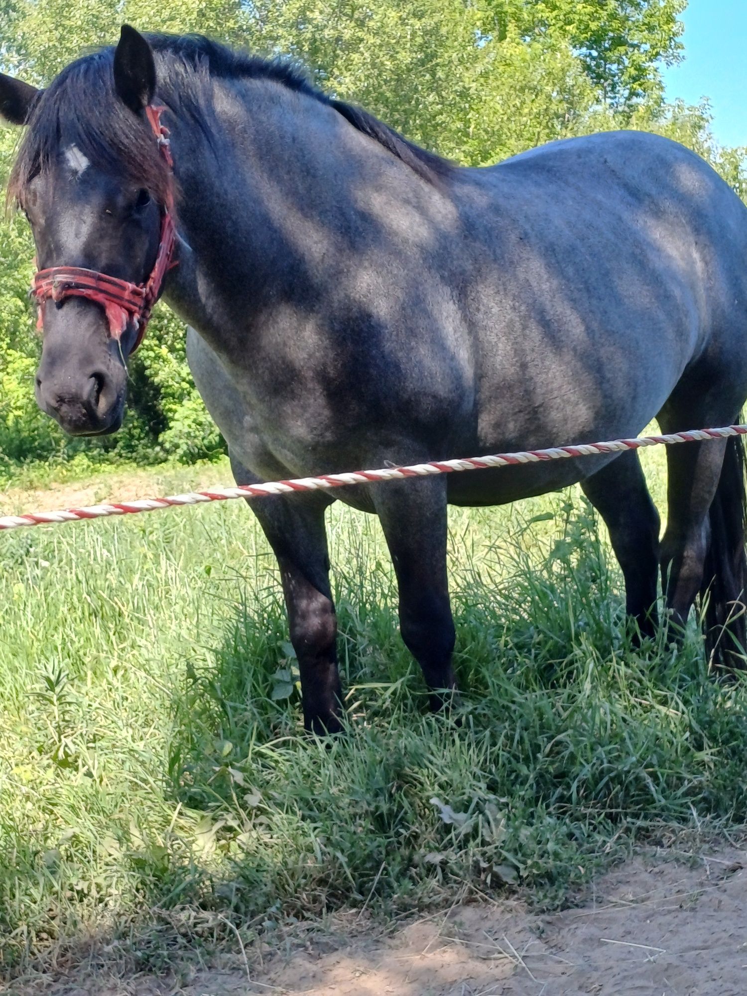 Mânză de trei ani de vânzare