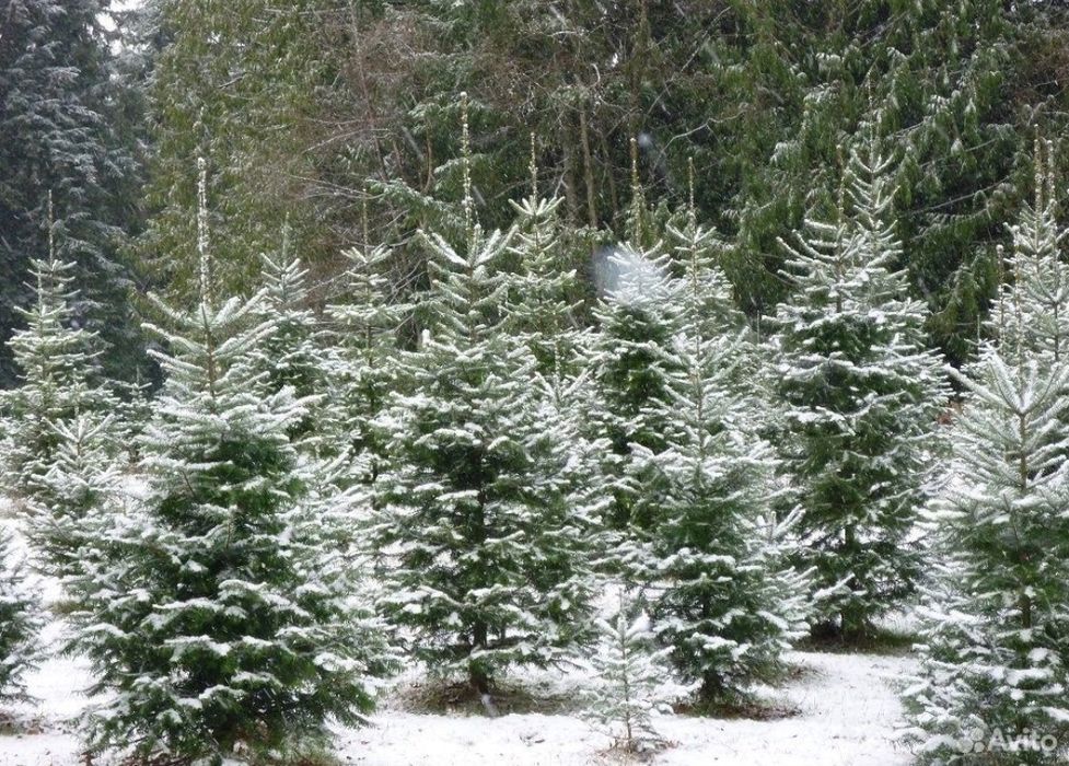 Живые новогодние елки, ели.