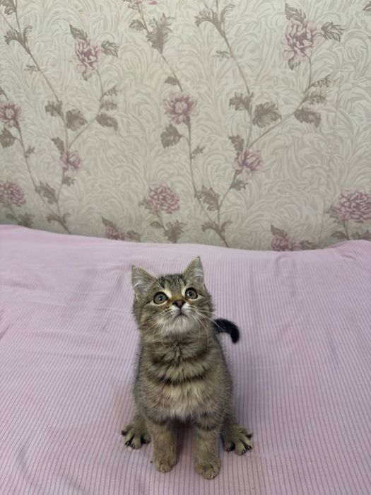 Zotdor mushukcha sotiladi!