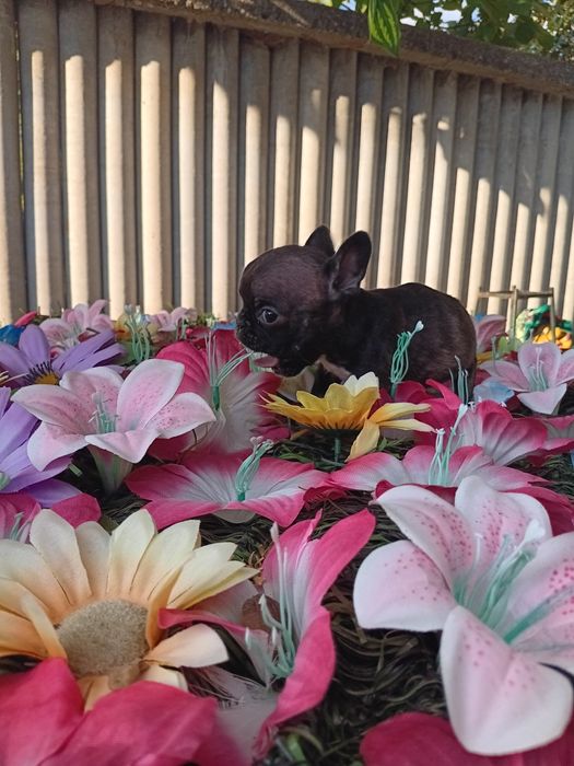 Френски булдог french bulldog