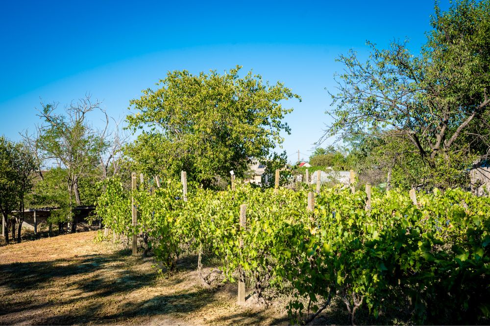 De vânzare – Casă + teren 1.900 mp, Ostrov, Tulcea – centru