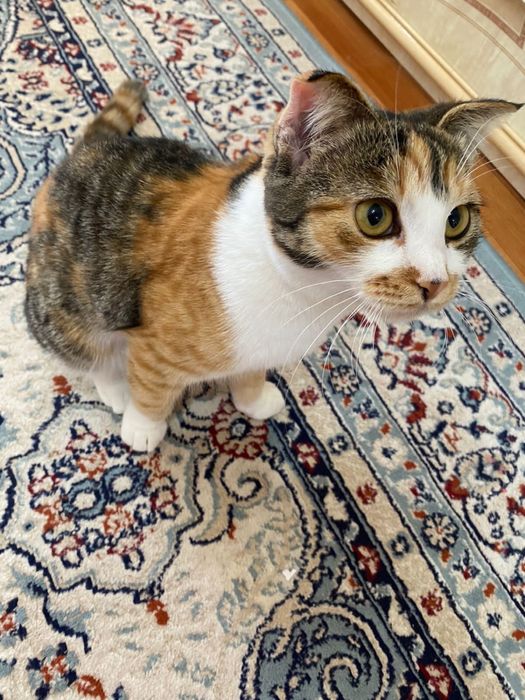 котик  породистые