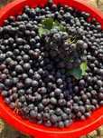 Suc presat la rece Aronia si Mure