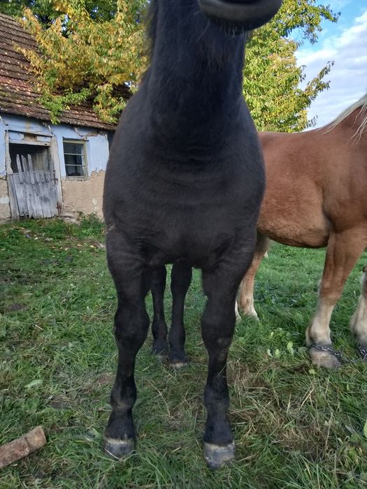 Un mânz de șase luni