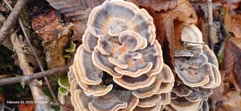 Coadă de curcan si Fomitopsis pinicola