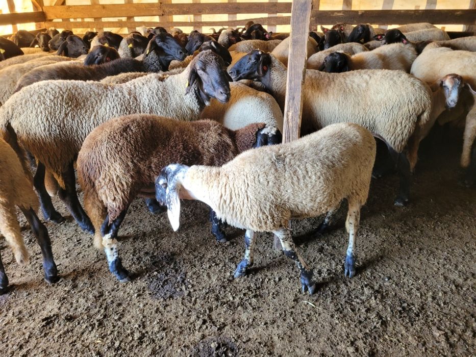 6 Oi carabase sârbești și românești!!!