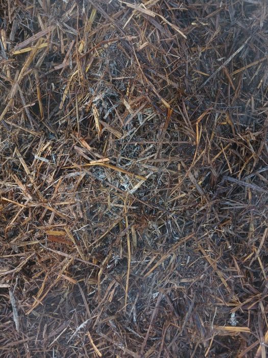 Торф Удобрения отработку от грибов шампиньон. Торф