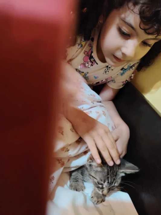 Puiuti dragalasi de pisica, spre adoptie