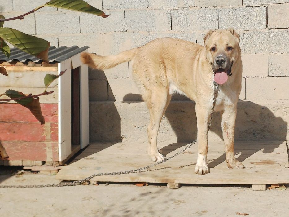 Алабай тобет ит сатлады 1 жас 1 ай мощный ит.вес 80+ - холка 93.95