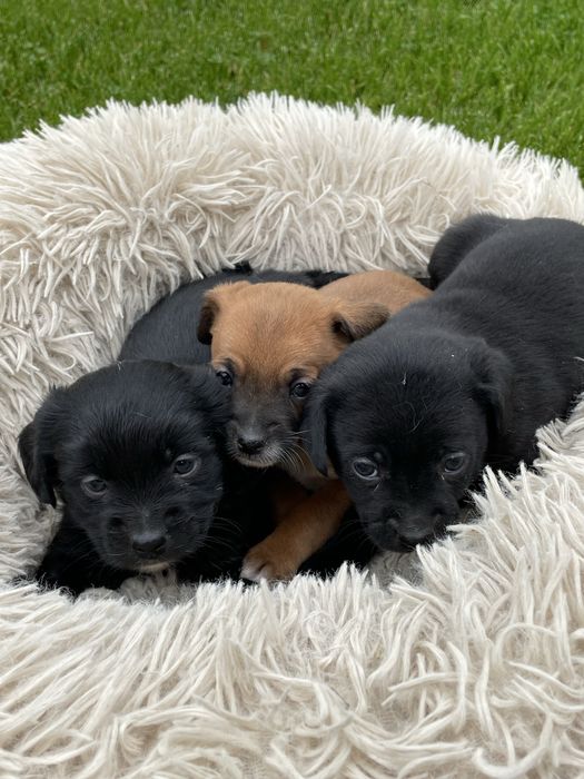 Donez catei talie mica