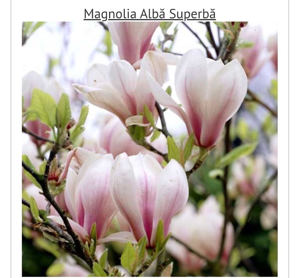 Magnolia puiet cu radacina