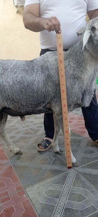 Киргиз привозной кучкорлар зотга