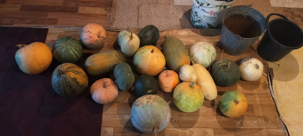 Продам тыкву   домашнюю и кабачки
