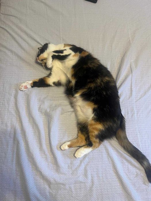 Pet sitter/cazare la domiciliul meu, bonă pentru pisici