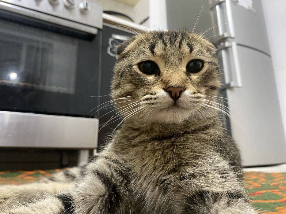 Шотландский вислоухий котёнок