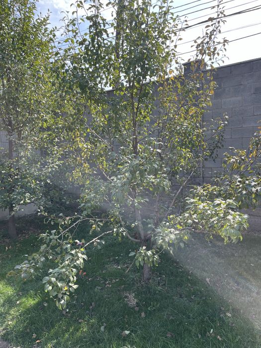 Отдам бесплатно грушевое дерево