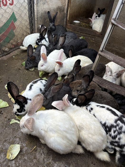 Vând iepuri, doar femele pentru reproducție sau de tăiat