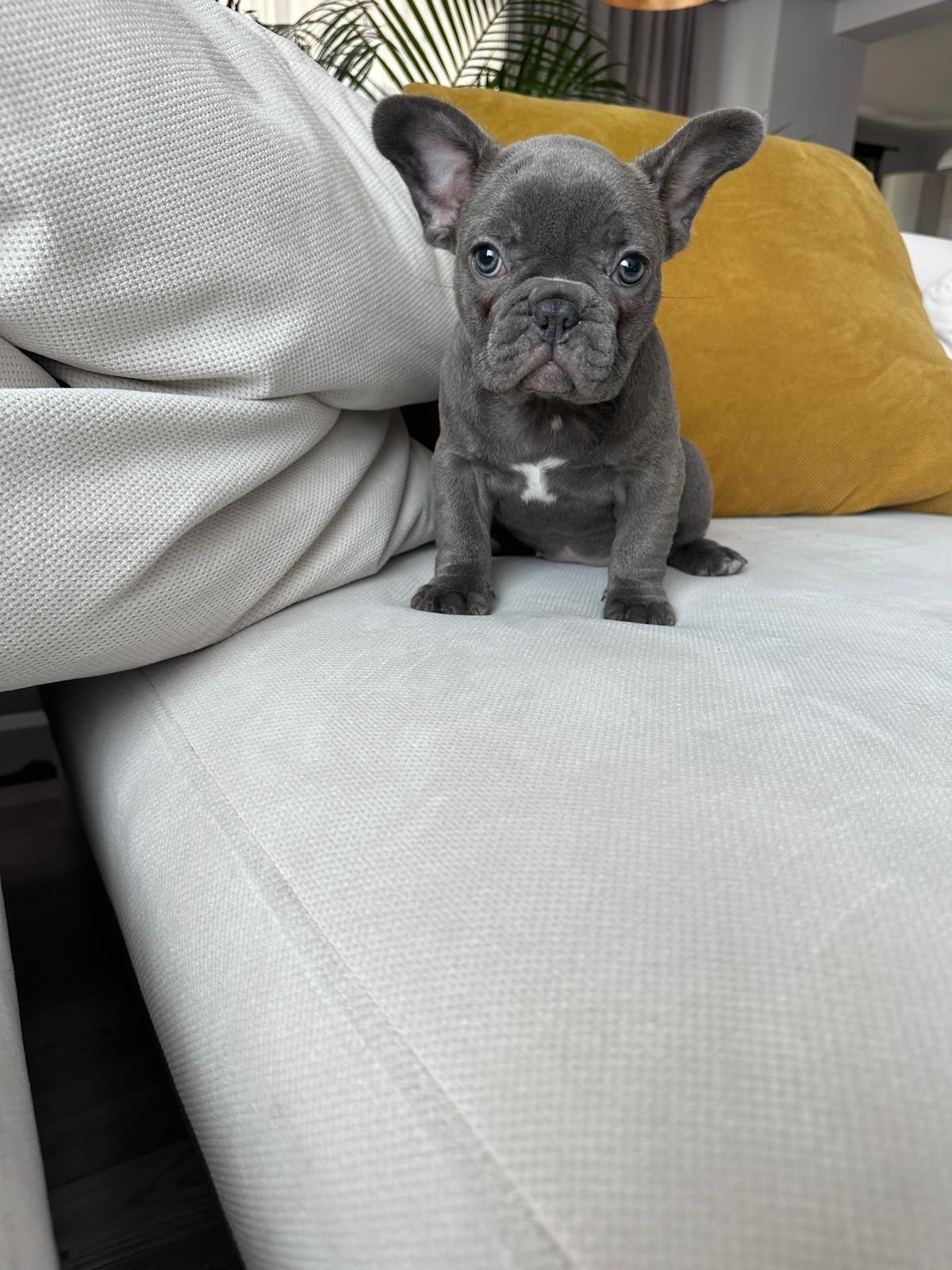 Bulldog francez blue