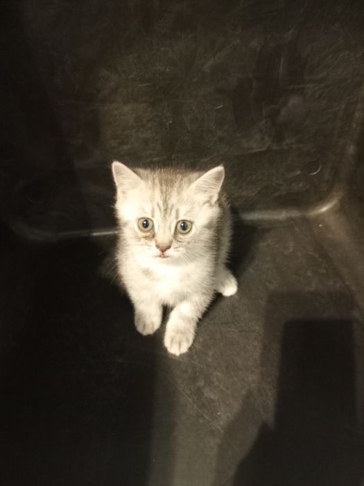 Котята шотландцы