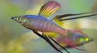 Рыбка Ириатерина Вернера, аквариумная красавица