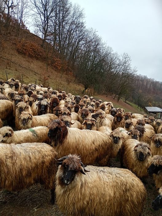 Oi bucălai de vanzare