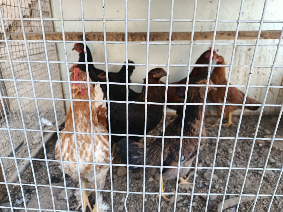 10 дона товук хораз