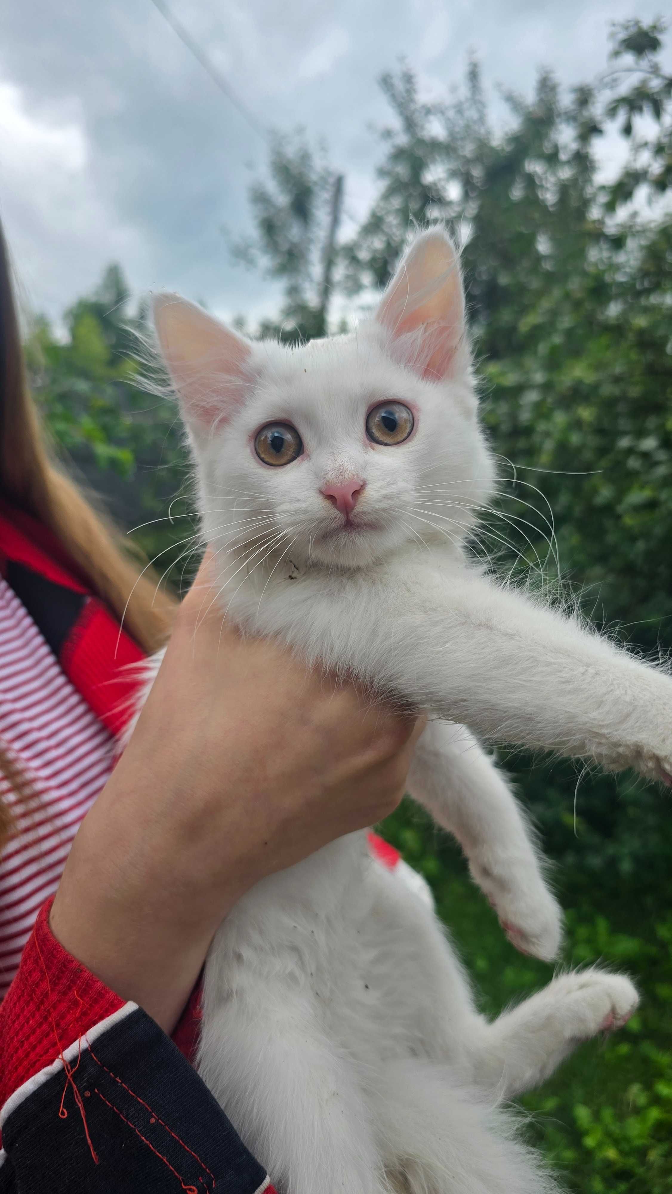 Отдам котенка даром