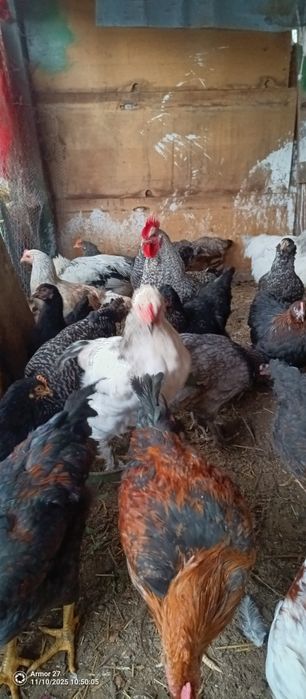 Кокошки за месо и яйца