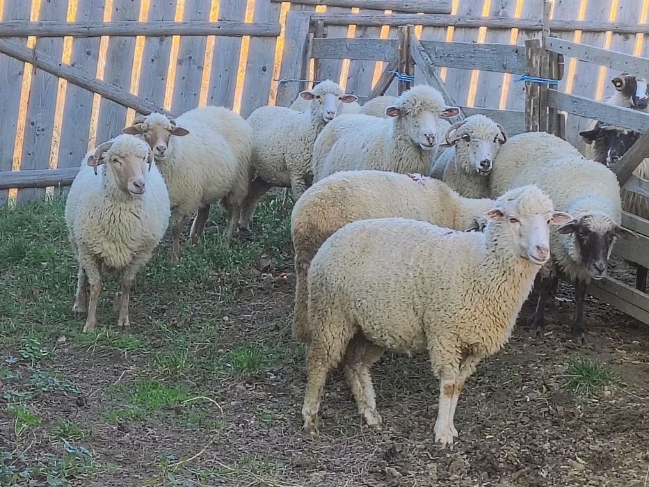 10 oi ,un berbec doi cârlani