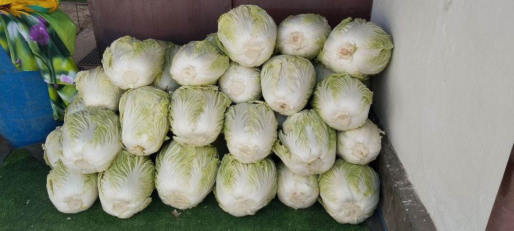 Салат, пекинская капуста