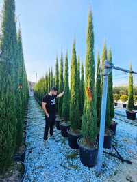 Vindem cupressus sempervirens