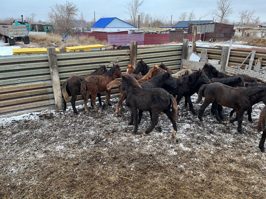 Продам жеребят по 250 находятся в городе