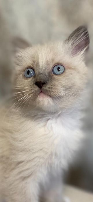 Motănel ragdoll disponibil