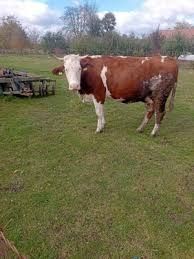 Vand vaca româneasca originală