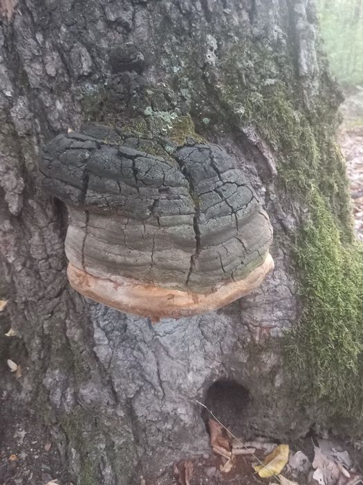 Phellinus robustus uscat – ciupercă medicinală naturală, antioxidant ș