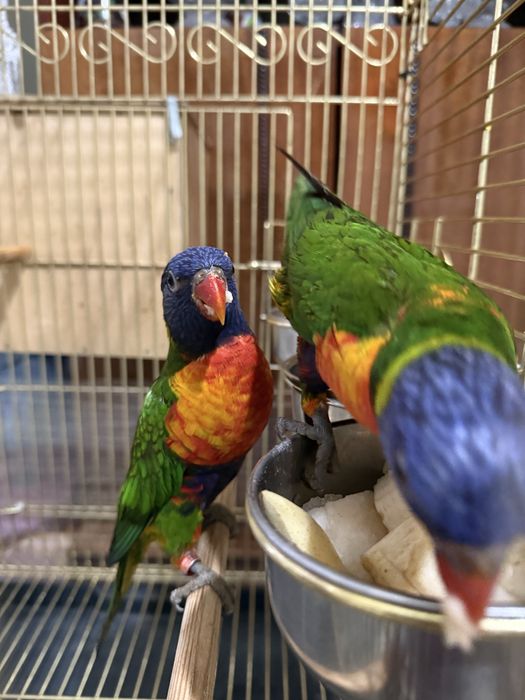 Продается пара попугаев лорикет