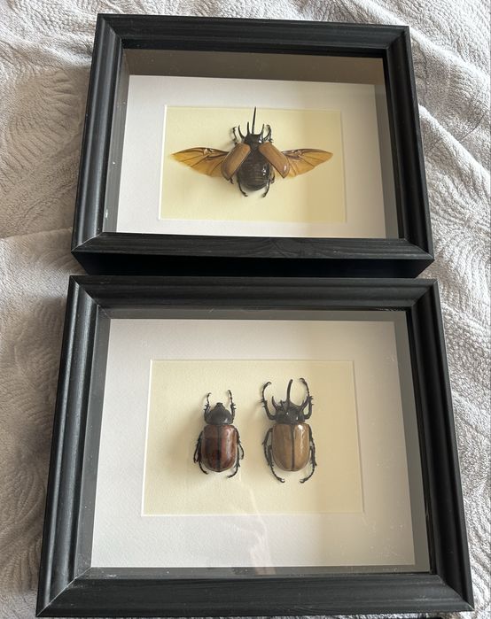 Бръмбар рогач в рамка