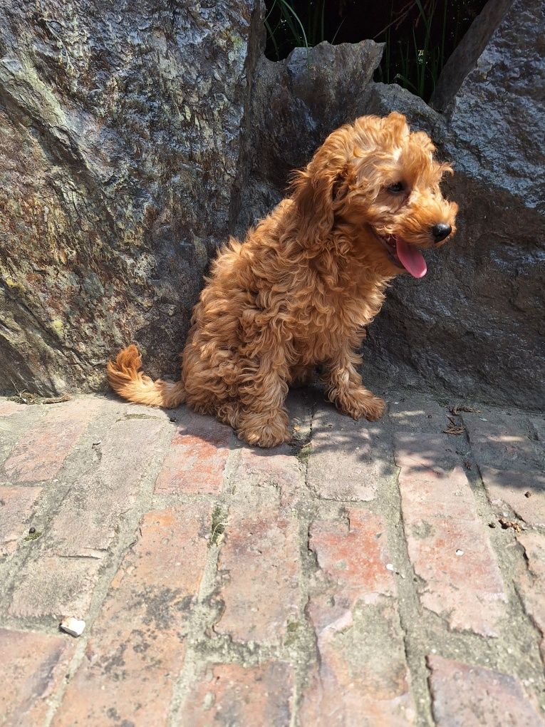 Pudel/caniche pitic