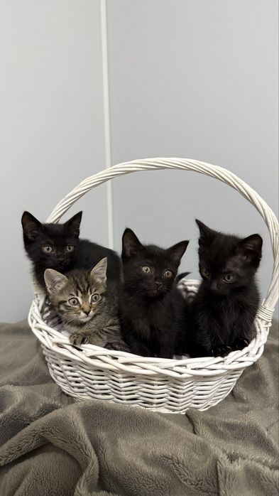 Котенок бесплатно