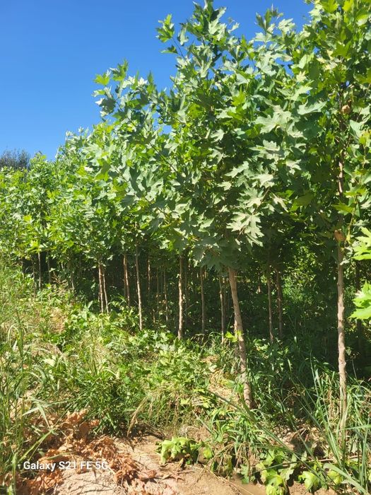 Шынар. Чинар. Платан.